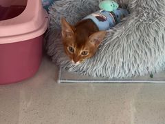 -糯米喵星人总部直营旗舰店·猫舍·幼猫出售