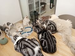 -有喵·猫咖·狗咖·30几只猫10只小狗(岗厦店)
