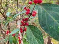 -北京鹫峰国家森林公园