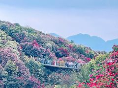 -贵州百里杜鹃风景名胜区