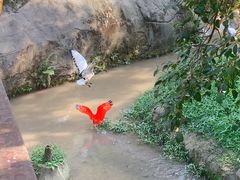-吉隆坡雀鸟公园