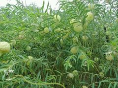 android_upload_pic-广西壮族自治区药用植物园