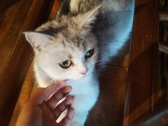 -喵屿·大理花园猫咖