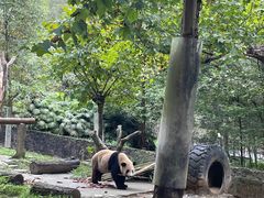 -都江堰中华大熊猫苑