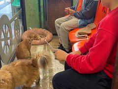 -猫咪博物馆(顶澳仔猫街店)