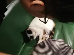 -猫色咖啡·猫咖