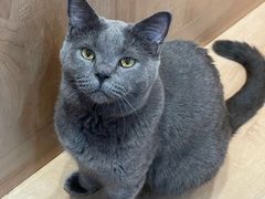 -是阿柴呀！柴犬咖啡·爱喵喵猫咖