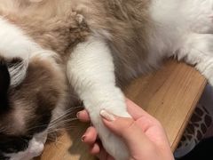 -Catmate·猫肥家润(金润铂宫店)