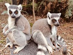 -中国大熊猫保护研究中心雅安碧峰峡基地