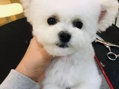 -momokira米努特·德文卷毛猫·棉花面纱犬