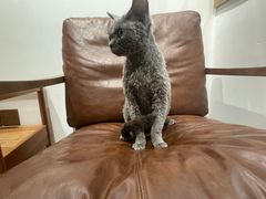 -佐罗家宠物馆·猫文化馆(紫霞路店)