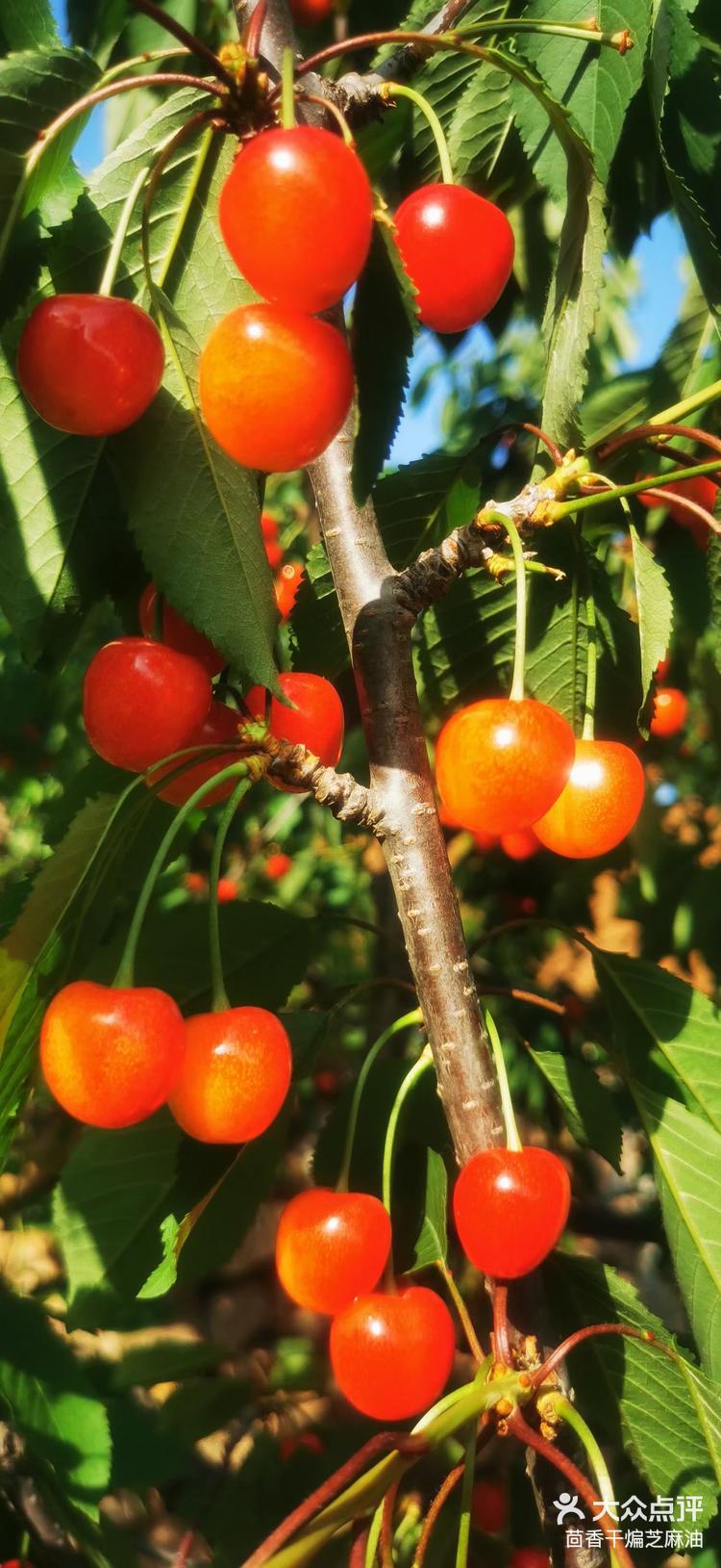 樱桃季来啦