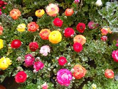 -三圣花乡旅游区