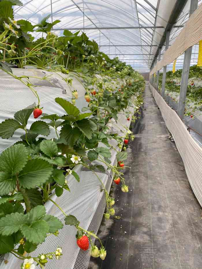 傅家边精品奶油草莓-"非常时期的周末,尽管很多餐饮店都可以堂食.