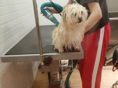 -Pets First伊珊娜洗护·精致美容·家庭式寄养(新会路店)