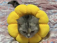 -宠颐生宠物医院·心肾内科·猫专科诊疗中心宠巢店