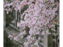 -棠湖公园