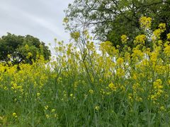 -贡湖湾湿地公园