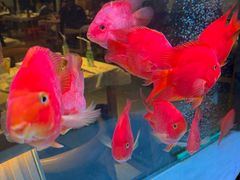 -五丁桥光头香辣蟹(望江橡树林店)