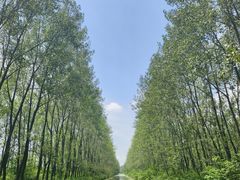 -泗洪洪泽湖湿地景区