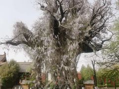 -大槐树寻根祭祖园
