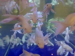-陇菜和盛祥(金轮宾馆店)