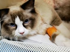 -纳吉亚猫专科动物诊疗中心(蒋宅口分院)