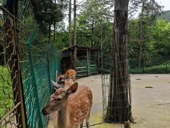 -武陵山森林公园