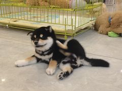 -柴犬小屋·柴餐厅·狗咖食堂(金鼎广场店)