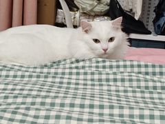 -宠颐生宠物医院·心肾内科·猫专科诊疗中心宠巢店