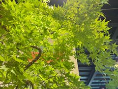 -自由生长植物工作室(深港花卉中心店)