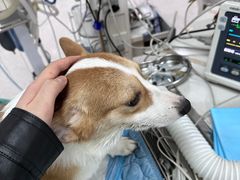 -谐和贝康宠物医院24小时·宠保定点(急重症转诊中心)