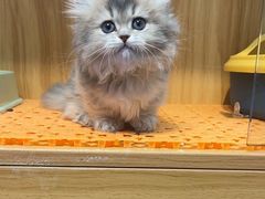 -欣宠猫屋·矮脚拿破仑·蓝金金渐层