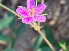 -蟠龙山长城景区