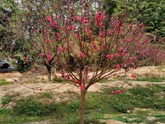 -南国桃园旅游度假区