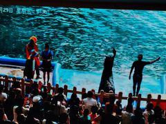 -烟台海昌鲸鲨海洋公园