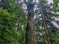 -天目山大树王景区