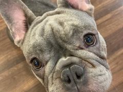 -柯斗斗主题餐厅·狗咖·围炉煮茶·茶饮(国瑞升平里店)