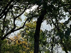 -素山寺森林公园