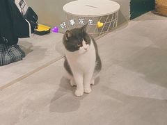 -猫儿山۰猫主题餐厅
