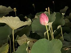 -新江湾城公园