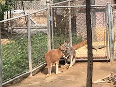 -石家庄市动物园