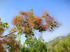 -白水寺森林公园