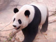 -广州长隆野生动物世界