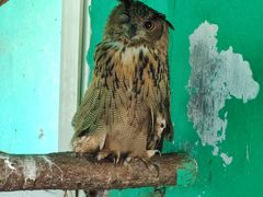 -西霞口神雕山野生动物世界