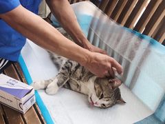 -灵美宠物诊所