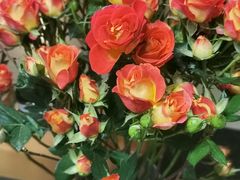 -双季花艺园艺市场(浦东店)