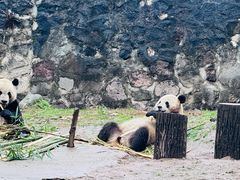 -都江堰中华大熊猫苑