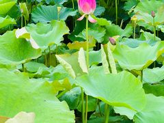 -梁鸿国家湿地公园