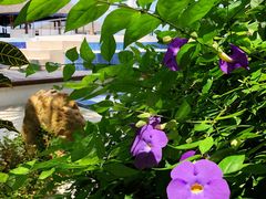 -中央格兰德岛温泉度假酒店 - 全包